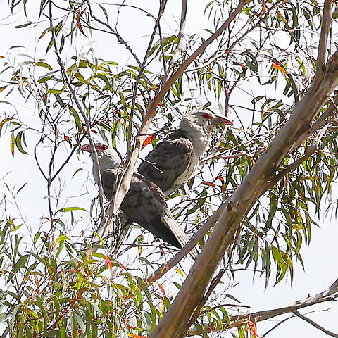 Channel billed Cuckoo A little far away for my little 150 lens. They were being harassed by a wattlebird.  Australia,Channel-billed cuckoo,Geotagged,Scythrops novaehollandiae,Spring
