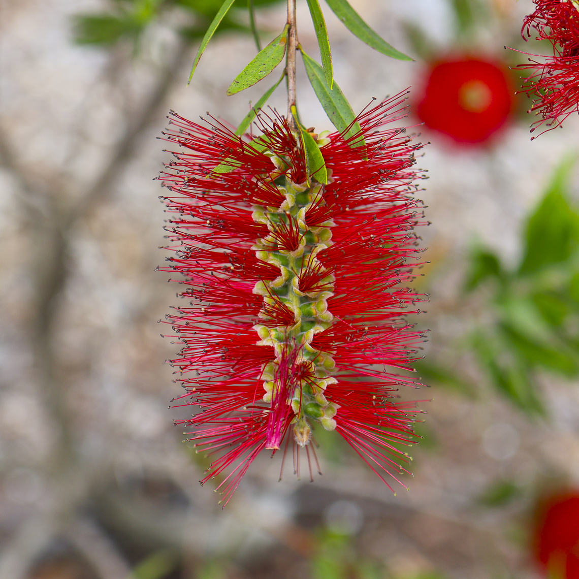Calistemon viminalis - weeping bottle brush Always stunning Australia,Geotagged,Melaleuca viminalis,Spring,Weeping bottlebrush