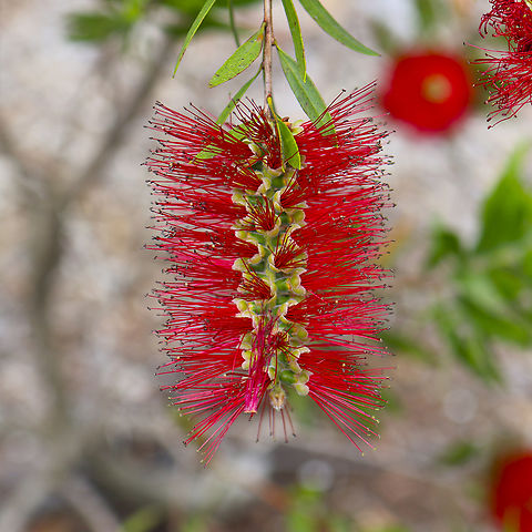 Calistemon viminalis - weeping bottle brush Always stunning Australia,Geotagged,Melaleuca viminalis,Spring,Weeping bottlebrush