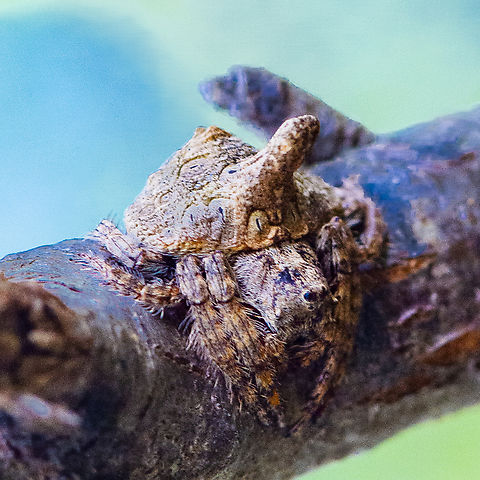 Wrap Around Spider - Dolophones turrigera A slightly different view. An amazing creature Australia,Dolophones turrigera,Geotagged,Summer,Turreted Wrap Around Spider