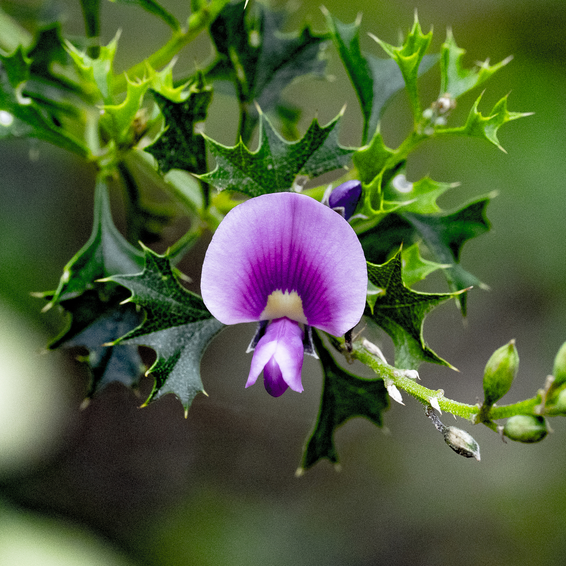 Mirbelia speciosa  Australia,Geotagged,Mirbelia speciosa,Spring