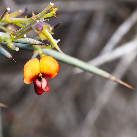 Daviesia  Australia,Fall,Geotagged,Spring