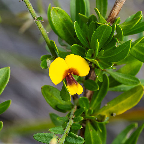 Pea  Australia,Geotagged,Pultenaea scabra,Rough bush-pea,Spring