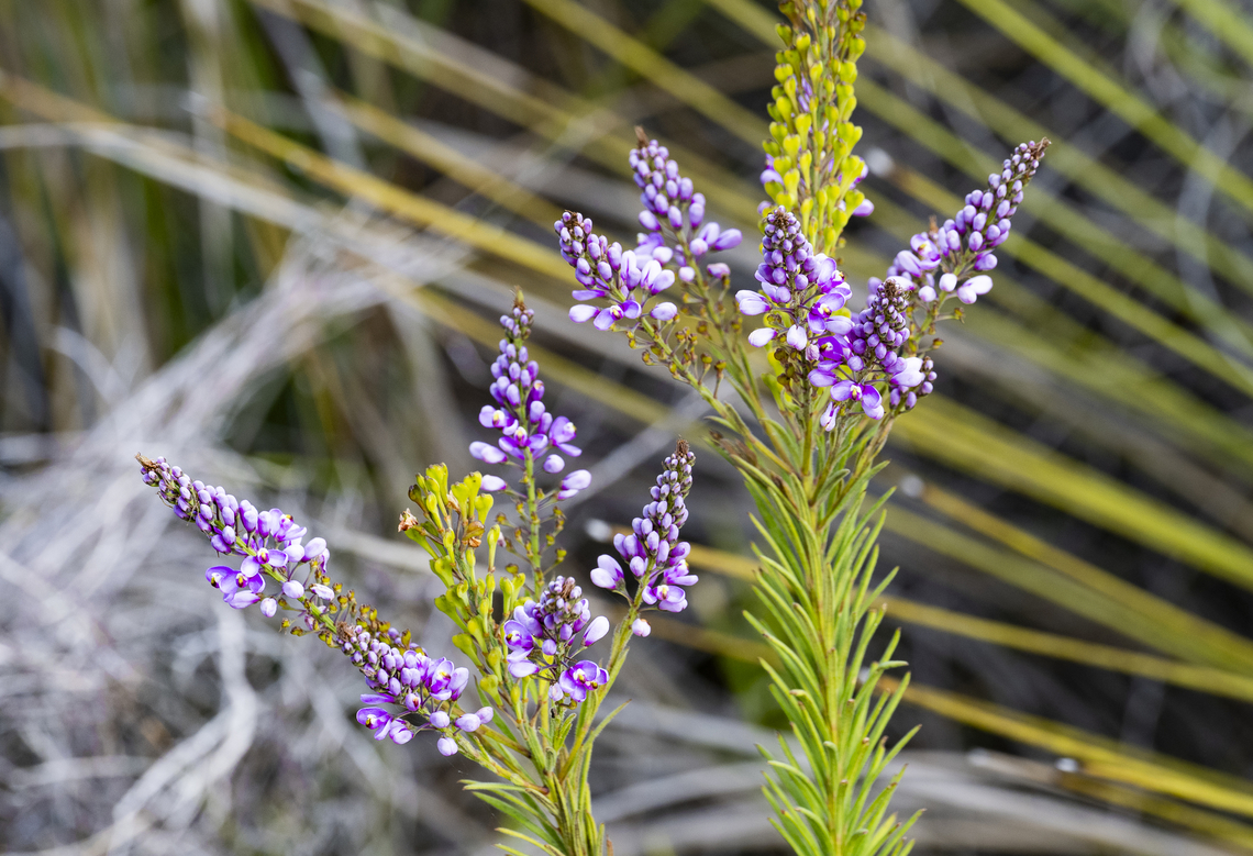 Comesperma virgatum - Milkwort  Australia,Comesperma virgatum,Geotagged,Spring