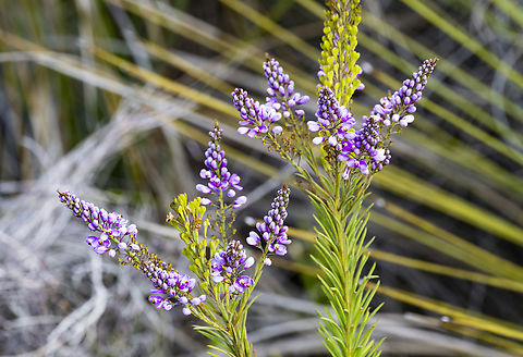 Comesperma virgatum - Milkwort  Australia,Comesperma virgatum,Geotagged,Spring