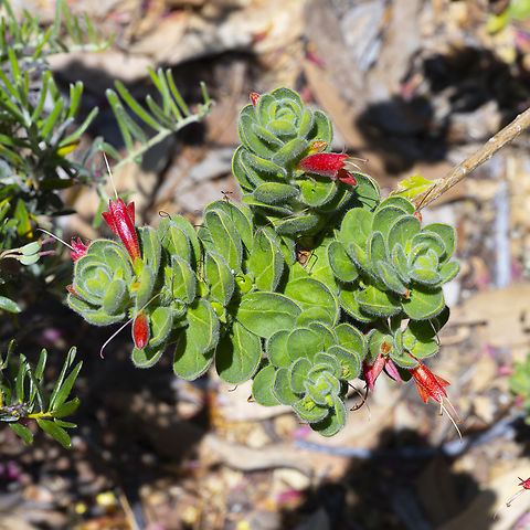 Eremophila splendens  Australia,Eremophila  splendens,Eremophila splendens,Geotagged,Spring