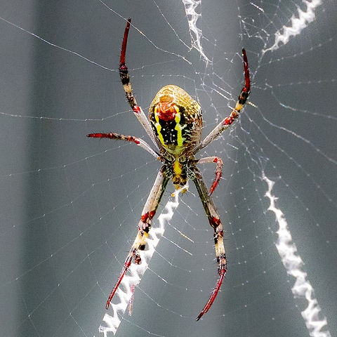 Argiopes keyserlingi This specimen is attracted to the garbage/trash bins. Pretty clever methinks as the bins attract victims. Just taking new camera and lens for a trial run. Argiope keyserlingi,Australia,Geotagged,Spring,St Andrews cross spider