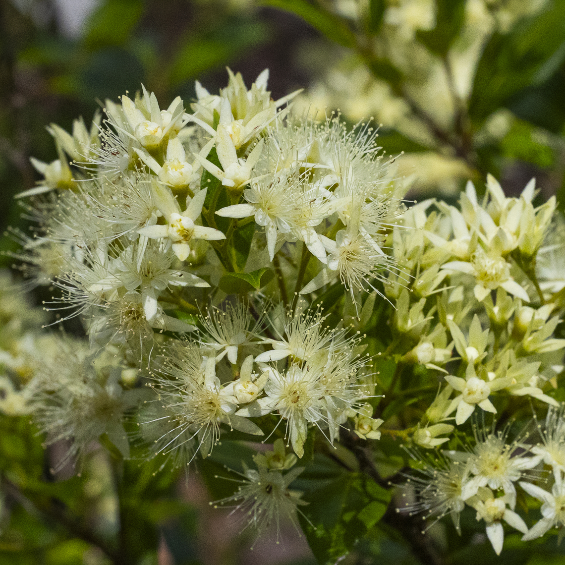 Backhousia myrtifolia - Cinnamon myrtle  Australia,Backhousia myrtifolia,Cinnamon myrtle,Geotagged,Spring