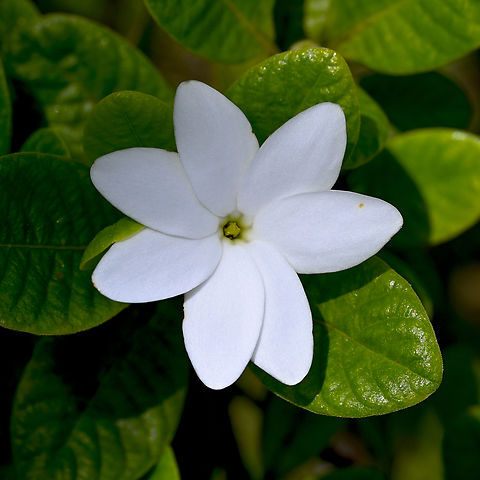 Gardenia psidiodes  Australia,Gardenia psidiodes,Gardenia psidioides,Geotagged,Summer