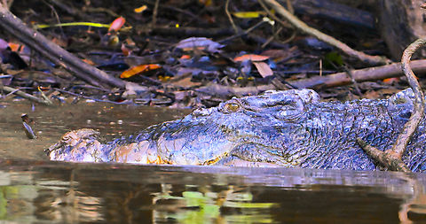 Crocodylus porosus - Saltwater Crocodile In the Daintree River. Had his eye on me. Australia,Crocodylus porosus,Geotagged,Saltwater crocodile,Summer