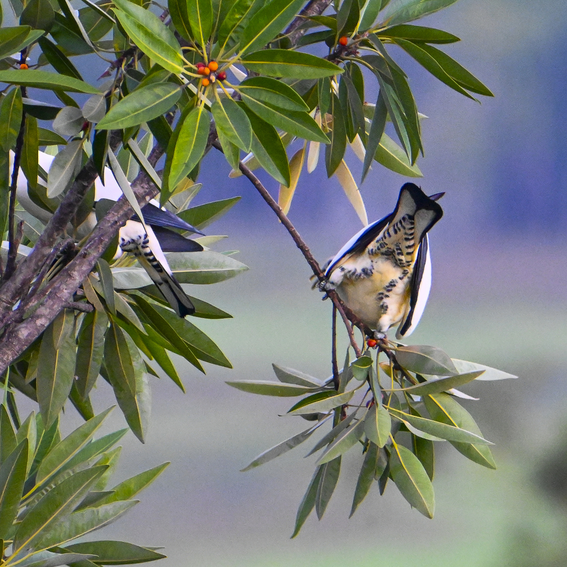 Ducula bicolor - Pied Imperial Pigeon Distinctive undercarriage. Australia,Ducula bicolor,Geotagged,Pied imperial pigeon,Summer