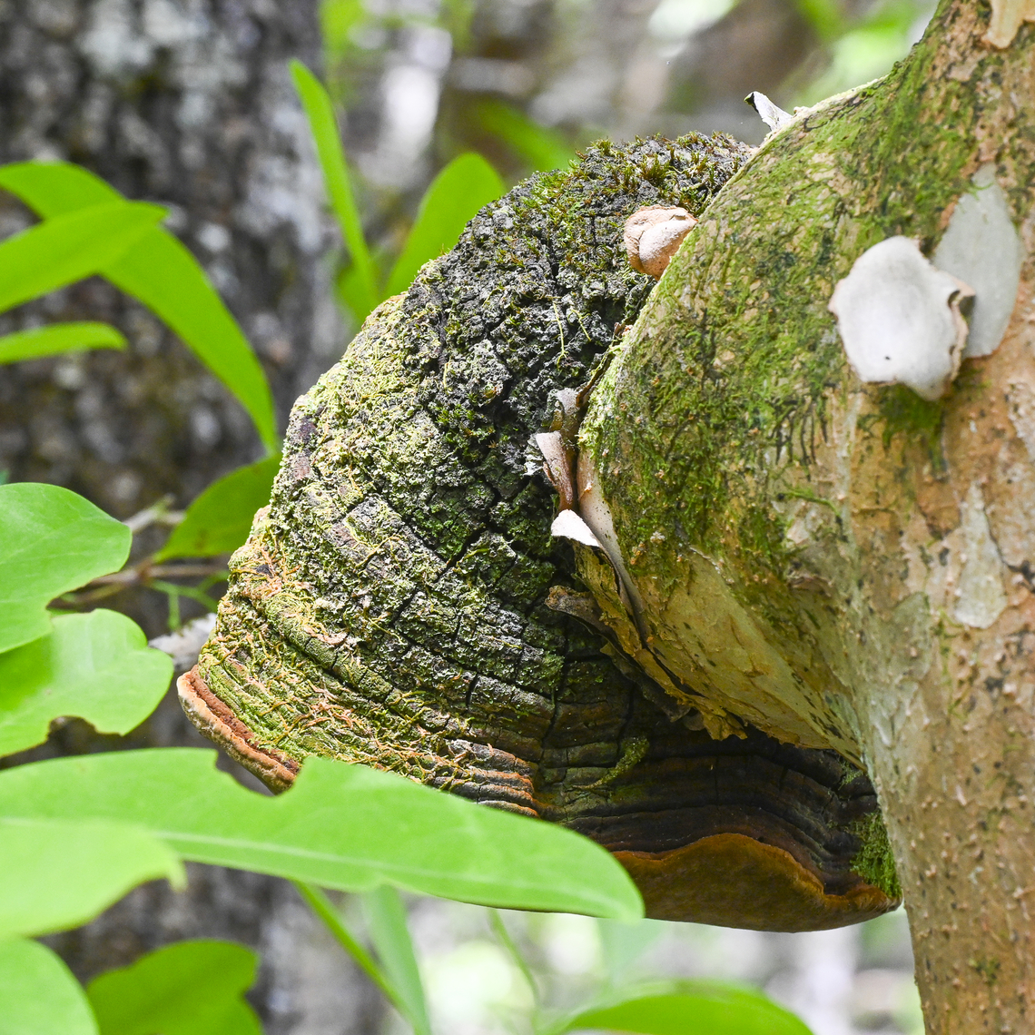Phellinus ?  Australia,Geotagged,Phellinus pini,Red ring rot,Summer