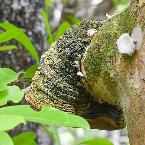 Phellinus ?  Australia,Geotagged,Phellinus pini,Red ring rot,Summer