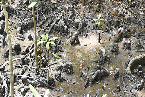 Pneumatophores - Mangrove At Cape Tribulation, mangrove trees feature amazing aerial roots like pneumatophores (snorkel-like upward roots for breathing oxygen in mud) Australia,Geotagged,Summer