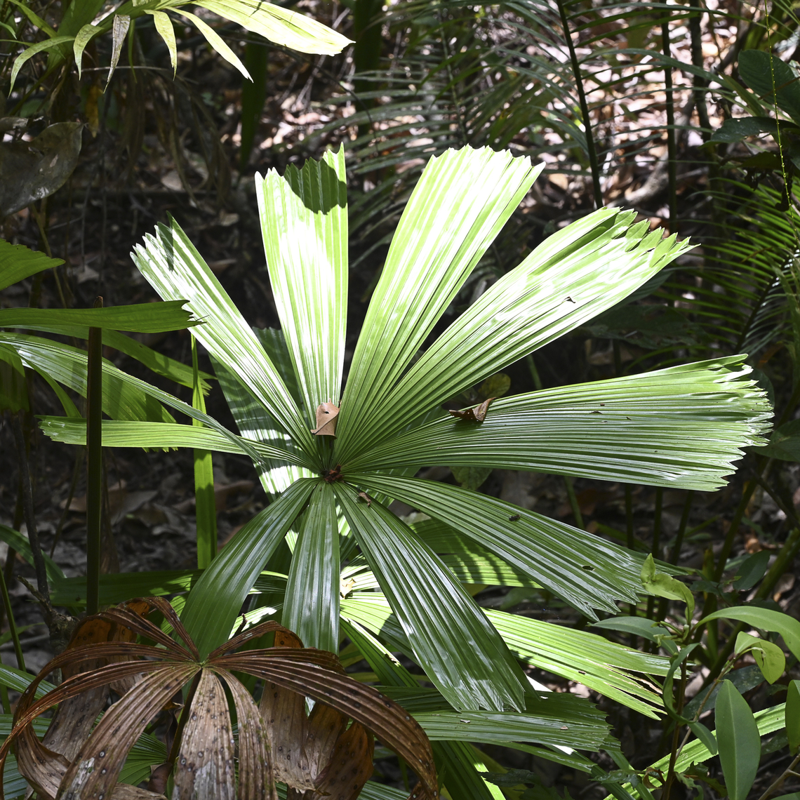 Mangrove Fan Palm - Licuala spinosa  Australia,Geotagged,Licuala spinosa,Summer
