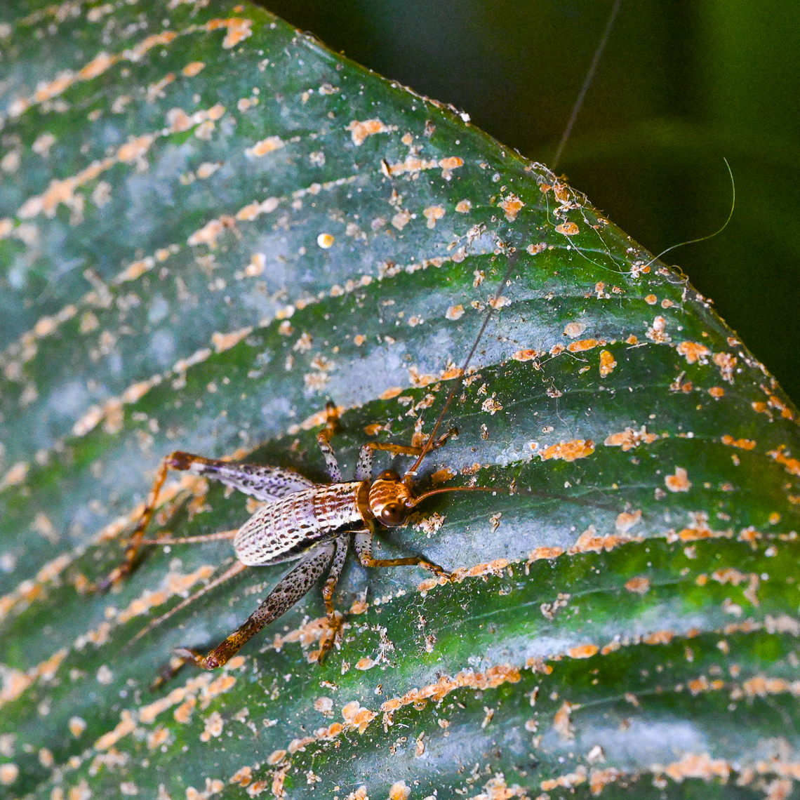 Cricket - Cardiodactylus novaeguineae  Australia,Cardiodactylus novaeguineae,Geotagged,Summer