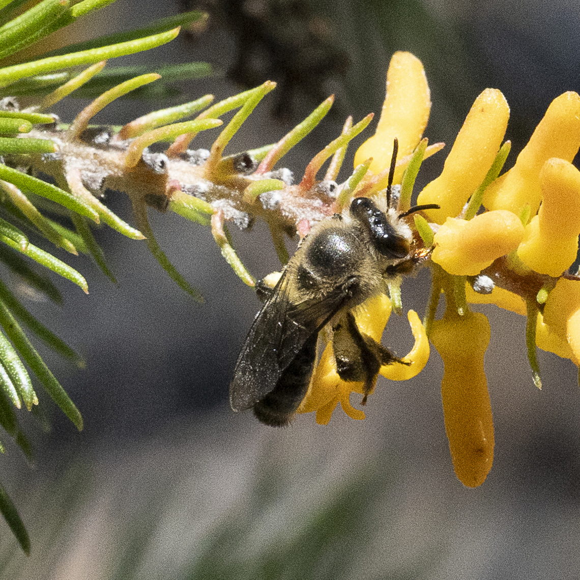 Feathery Leioproctus Bee - Leioproctus plumosus  Australia,Feathery Leioproctus Bee,Geotagged,Leioproctus plumosus,Summer