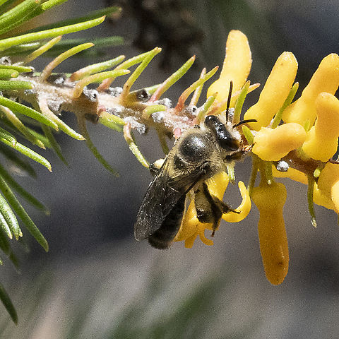 Feathery Leioproctus Bee - Leioproctus plumosus  Australia,Feathery Leioproctus Bee,Geotagged,Leioproctus plumosus,Summer