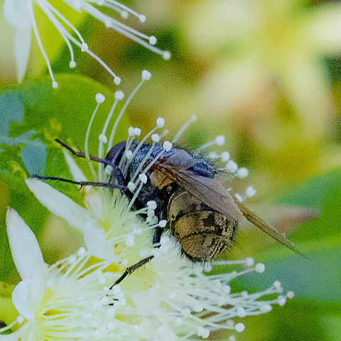 Narrow-cheeked Clusterfly -  Pollenia angustigena Not a great angle and a bit too grainy Australia,Geotagged,Pollenia angustigena,Summer