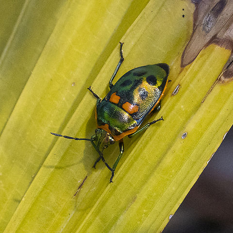Scutiphora pedicellata - metallic jewel bug  Australia,Geotagged,Metallic Shield Bug,Scutiphora pedicellata,Summer