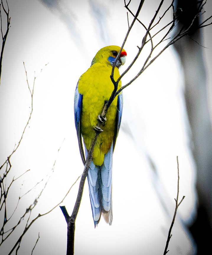 Green Rosella  Australia,Geotagged,Green rosella,Platycercus caledonicus,Winter