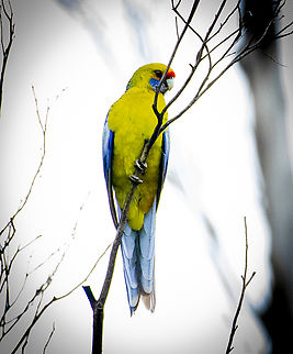 Green Rosella  Australia,Geotagged,Green rosella,Platycercus caledonicus,Winter