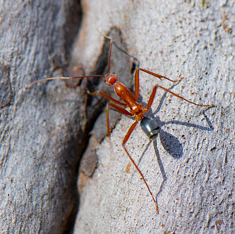 Red spider ant - Leptomyrmex rufipes ?  Australia,Fall,Geotagged,Leptomyrmex rufipes