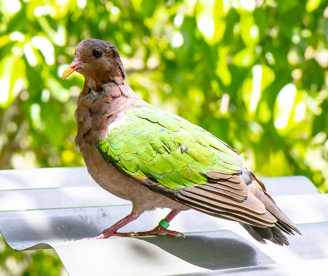 Pacific Emerald Dove - Chalcophaps longirostris  Australia,Chalcophaps longirostris,Fall,Geotagged,Pacific emerald dove
