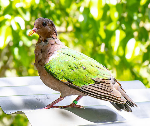 Pacific Emerald Dove - Chalcophaps longirostris  Australia,Chalcophaps longirostris,Fall,Geotagged,Pacific emerald dove