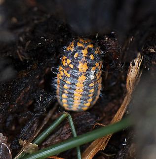 Giant Mealy Bug ?  Australia,Fall,Geotagged