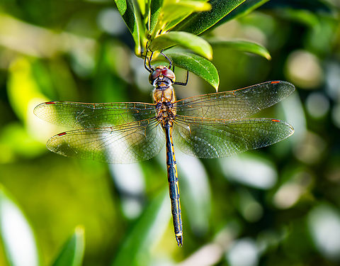 Hemicordulia continentalis in Australia.