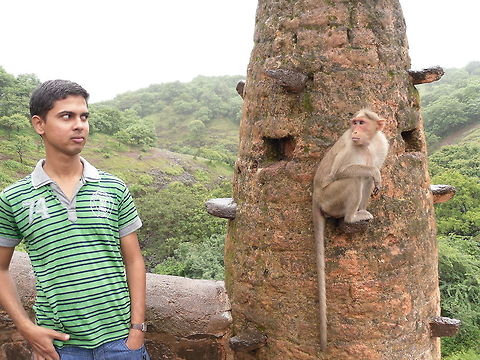 Rhesus macaque  Bonnet macaque,Macaca mulatta,Macaca radiata,Rhesus macaque