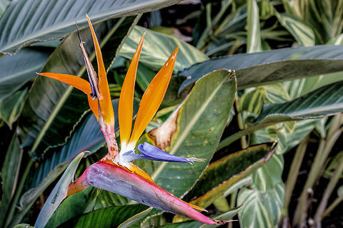 Bird_of_Paradise Bird of Paradise Flower Bird of Paradise flower,Bonnet Creek,Florida,Geotagged,Orlando,Strelitzia reginae,Winter
