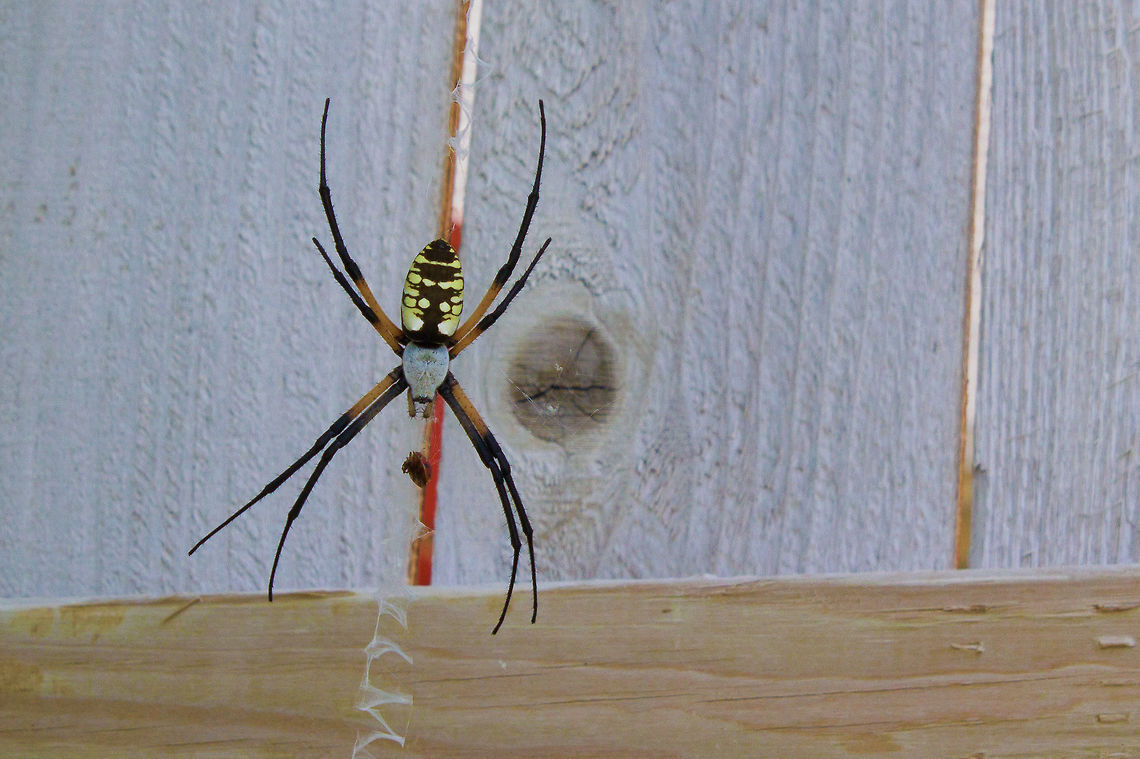 Spider  Argiope aurantia,Dual-ISO,Geotagged,Summer,United States,Yellow Garden Spider