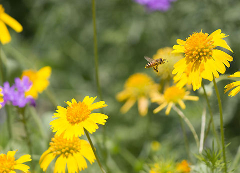 Commuting Bee  Apis mellifera,Bee,Geotagged,United States,Western honey bee,flying insect