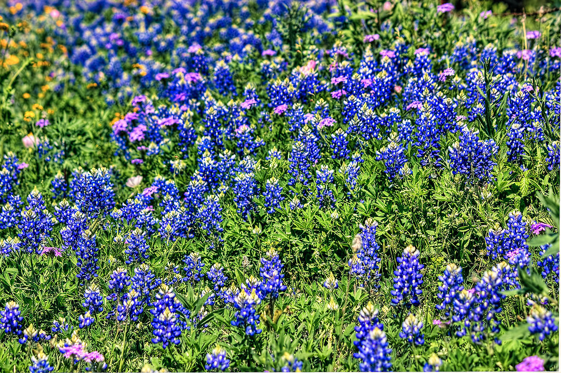 Field of Bluebonnets Field of Texas Bluebonnets near San Antonio, TX, taken in April, 2012 Bluebonnets,Geotagged,Lupinus texensis,Texas,United States