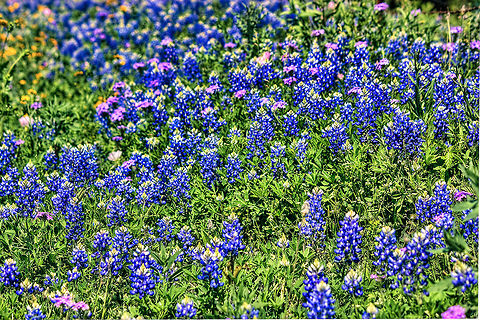 Texas Bluebonnet