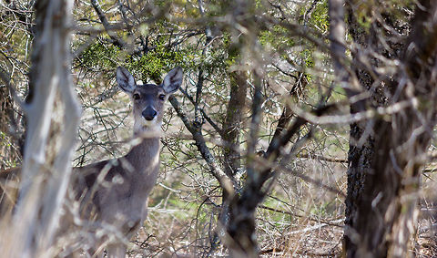 Staring_Doe This was taken in Feb, 2012 while walking along a nature trail near my home.  She was quite a good model.  :-) Deer,Doe,Geotagged,Odocoileus virginianus,United States,White-tailed Deer