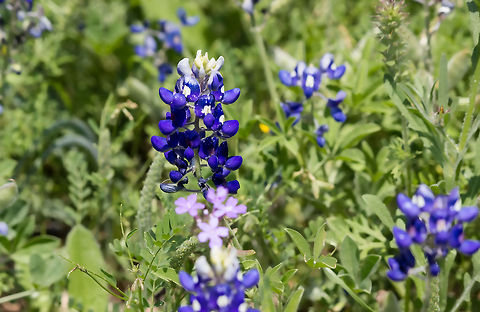 Texas Bluebonnet Texas Bluebonnet Geotagged,Lupinus texensis,Texas Bluebonnet,United States