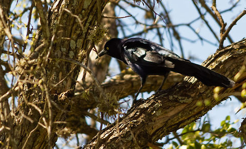 Great-tailed Grackle Not 100% sure what kind of bird this is. Geotagged,Great-tailed Grackle,Quiscalus mexicanus,United States