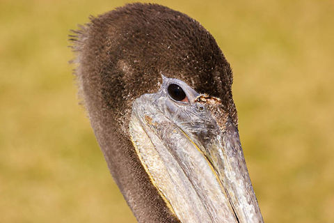 Pelican  Brown Pelican,Florida,Geotagged,Palafox Pier,Pelecanus occidentalis,Pensacola,United States