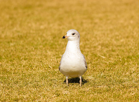 Where's my Supper?  Florida,Geotagged,Larus delawarensis,Palafox Pier,Pensacola Beach,Ring-billed Gull,United States