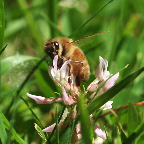 Furry Bee sits on a pink flower in the grass A closeup of a furry bee polinating a pink flower. Insects,bees,bugs,furry