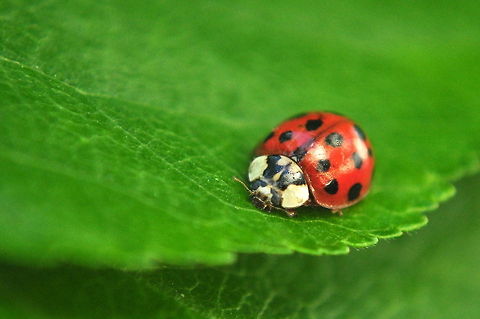 Ladybug on leaf A bright red ladybug walks a colorful green leaf Harmonia axyridis,Insects,Ladybug