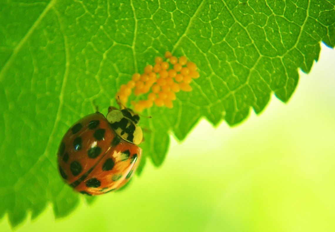 Ladybug and Milkweed Aphids I think those orange egg-like things are Milkweed Aphids. Aphids are sap-sucking insects that drain the life juice from plants. Aphids,Harmonia axyridis,Insects,Ladybug