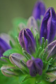 Purple flower Portrait view of some lovely purple flowers. Flowers