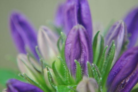 Purple flowers closeup Closeup of some lovely purple flowers. Flowers
