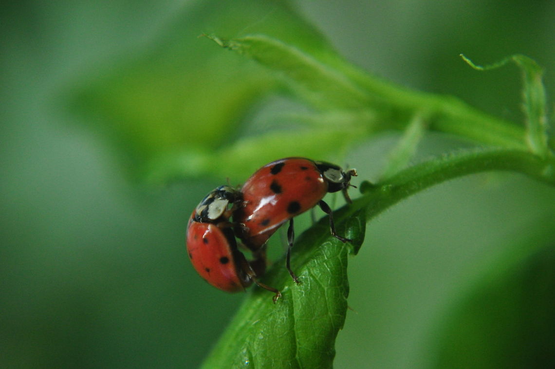 Ladybug couple Two ladybugs crawling onto each other on top of a green leaf. Harmonia axyridis,Insects,ladybug