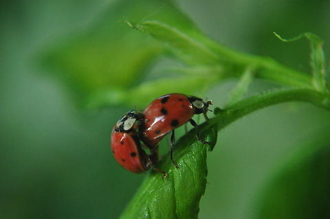 Ladybug couple Two ladybugs crawling onto each other on top of a green leaf. Harmonia axyridis,Insects,ladybug