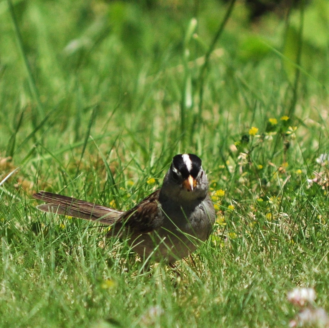 White Crowned Sparrow A small Whote Crowned Sparrow bird hops in the grass. Birds,Sparrow,White Crowned Sparrow,White-crowned Sparrow,Zonotrichia leucophrys